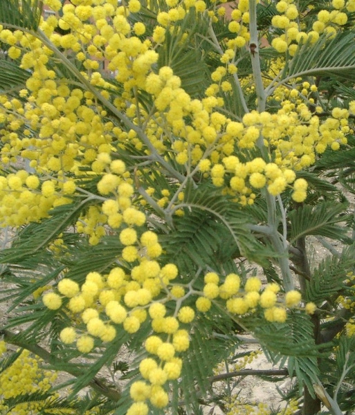 Pflanzenbild gross Falsche Mimose - Acacia dealbata