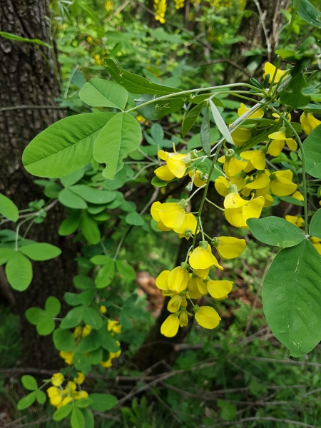 Pflanzenbild gross Gemeiner Goldregen - Laburnum anagyroides