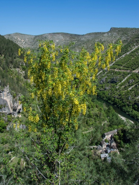 Pflanzenbild gross Gemeiner Goldregen - Laburnum anagyroides