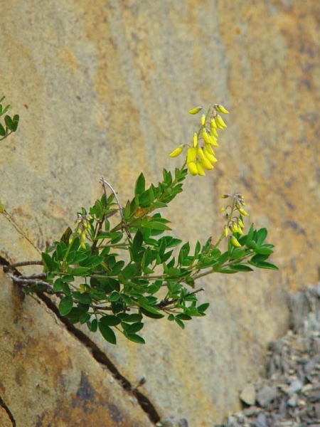 Pflanzenbild gross Schwarzwerdender Geissklee - Cytisus nigricans
