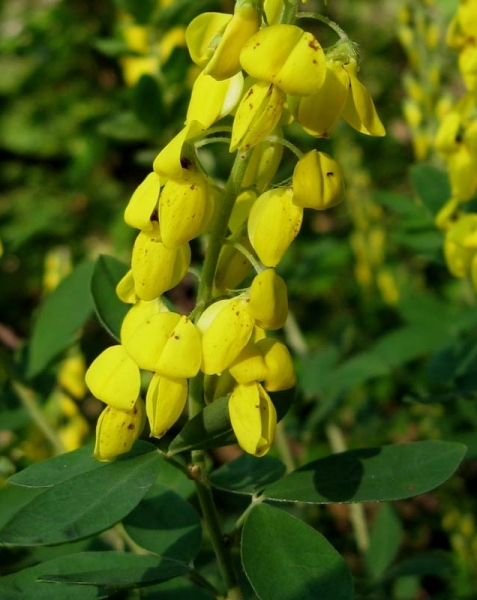 Pflanzenbild gross Schwarzwerdender Geissklee - Cytisus nigricans