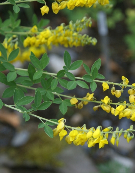 Pflanzenbild gross Schwarzwerdender Geissklee - Cytisus nigricans