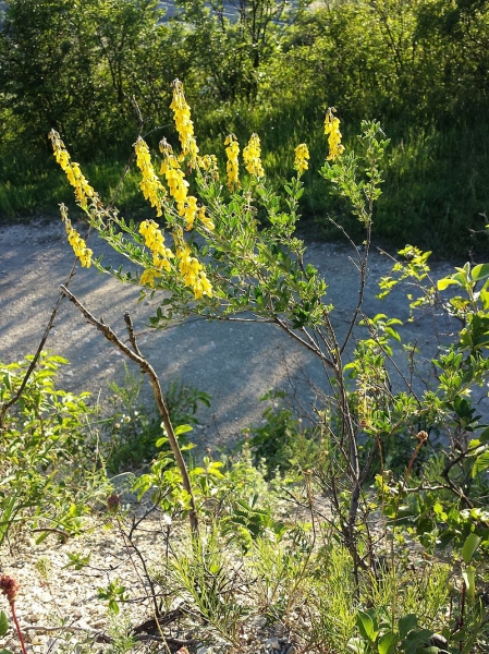 Pflanzenbild gross Schwarzwerdender Geissklee - Cytisus nigricans