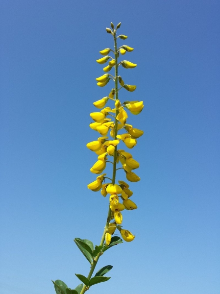 Pflanzenbild gross Schwarzwerdender Geissklee - Cytisus nigricans