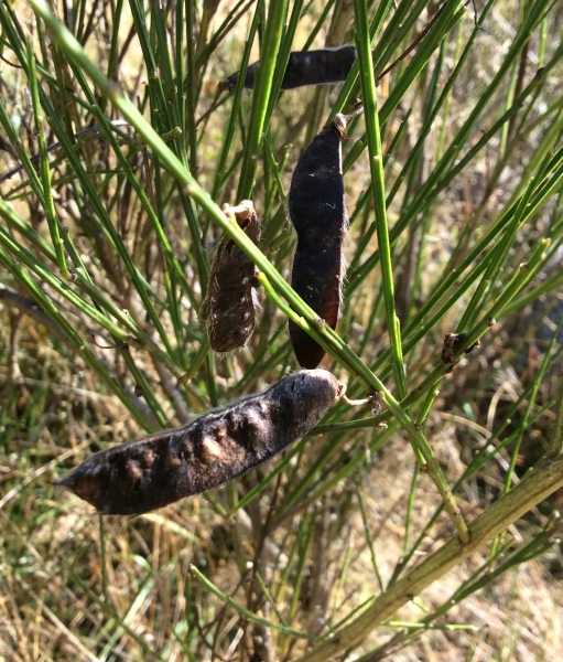 Pflanzenbild gross Besenginster - Cytisus scoparius