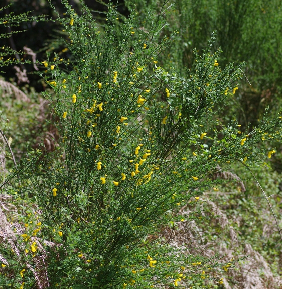 Pflanzenbild gross Besenginster - Cytisus scoparius