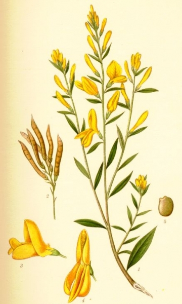Pflanzenbild gross Färber-Ginster - Genista tinctoria