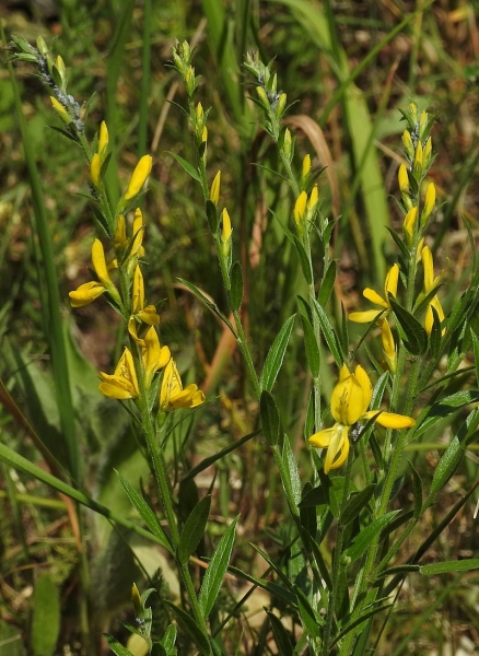 Pflanzenbild gross Färber-Ginster - Genista tinctoria