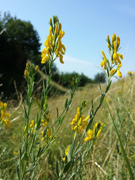 Pflanzenbild gross Färber-Ginster - Genista tinctoria