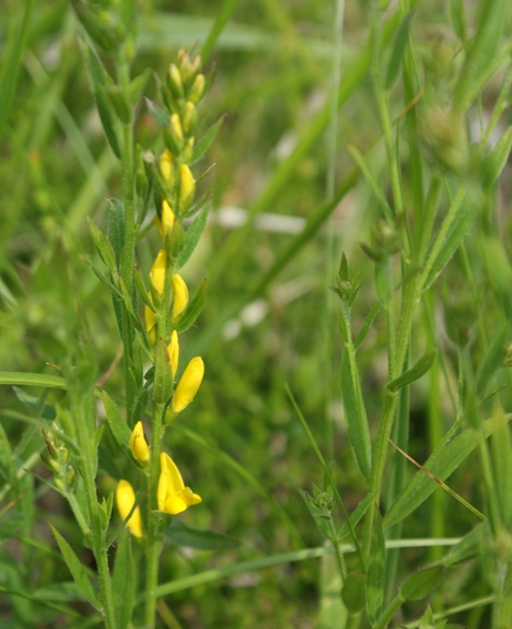 Pflanzenbild gross Färber-Ginster - Genista tinctoria