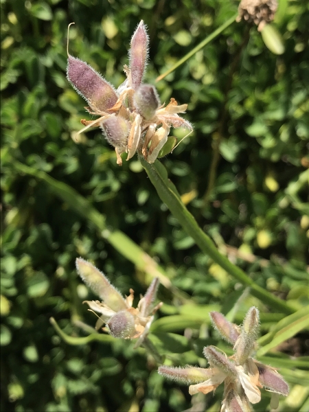 Pflanzenbild gross Flügel-Ginster - Genista sagittalis