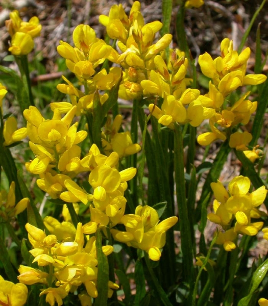 Pflanzenbild gross Flügel-Ginster - Genista sagittalis