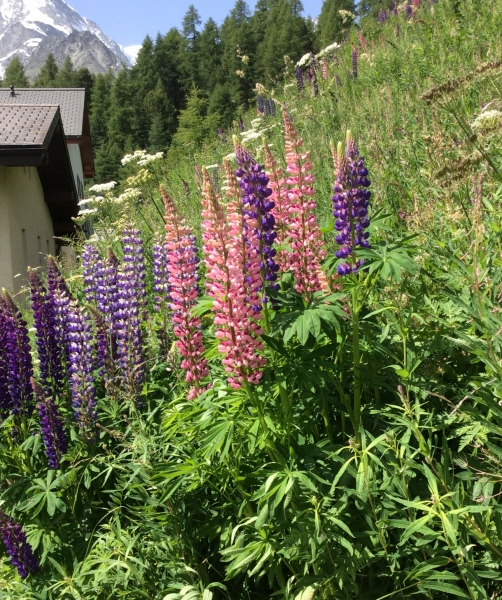 Pflanzenbild gross Vielblättrige Lupine - Lupinus polyphyllus