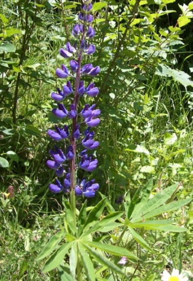 Pflanzenbild gross Vielblättrige Lupine - Lupinus polyphyllus