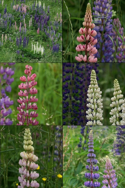 Pflanzenbild gross Vielblättrige Lupine - Lupinus polyphyllus