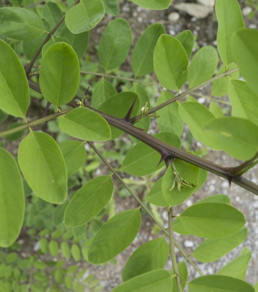 Pflanzenbild gross Robinie - Robinia pseudoacacia