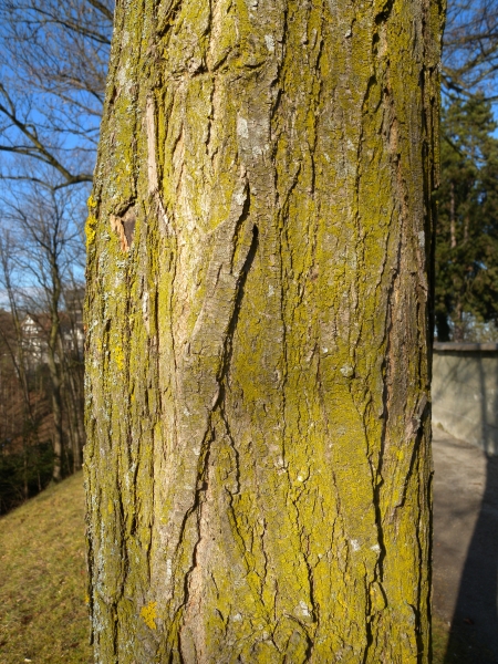 Pflanzenbild gross Robinie - Robinia pseudoacacia