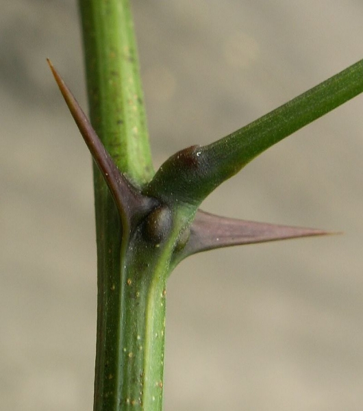 Pflanzenbild gross Robinie - Robinia pseudoacacia