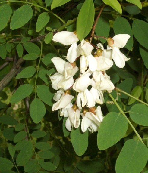 Pflanzenbild gross Robinie - Robinia pseudoacacia