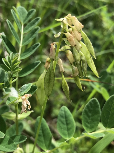 Pflanzenbild gross Gletscherlinse - Astragalus frigidus