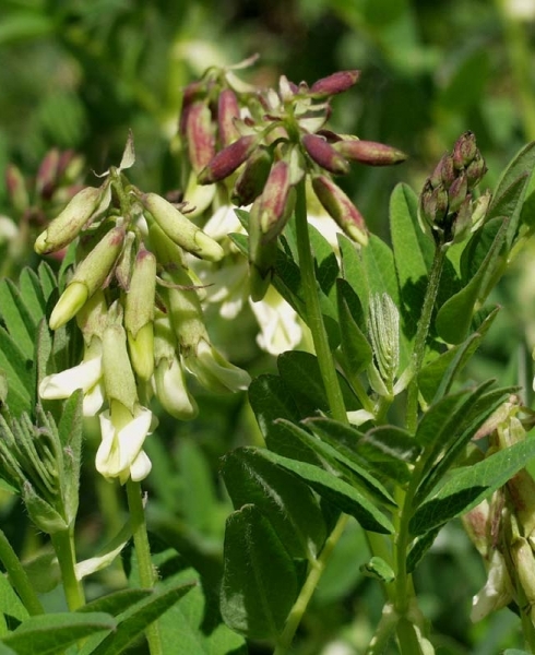 Pflanzenbild gross Gletscherlinse - Astragalus frigidus