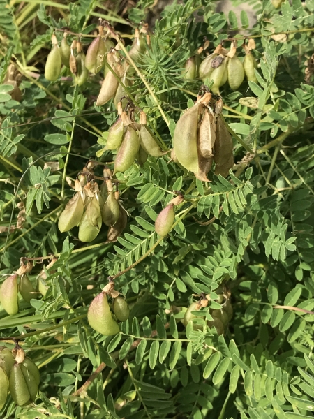 Pflanzenbild gross Alpenlinse - Astragalus penduliflorus