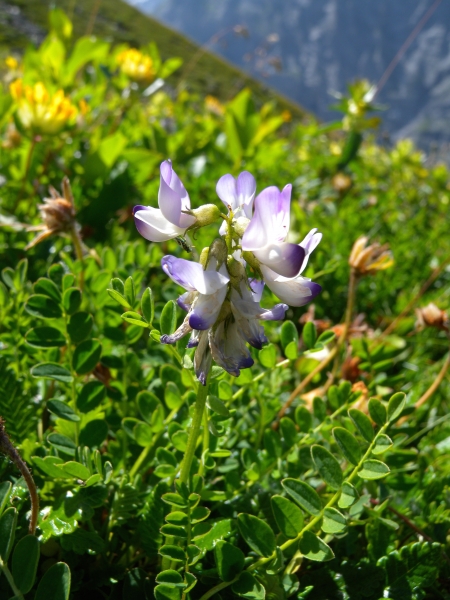 Pflanzenbild gross Alpen-Tragant - Astragalus alpinus