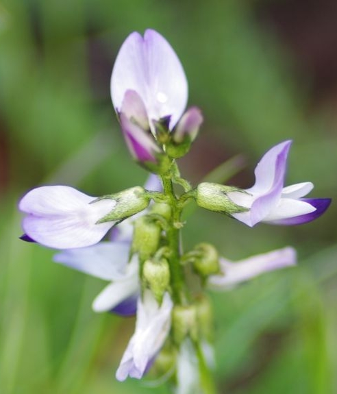 Pflanzenbild gross Alpen-Tragant - Astragalus alpinus