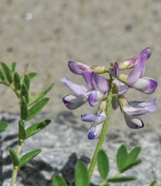 Pflanzenbild gross Alpen-Tragant - Astragalus alpinus