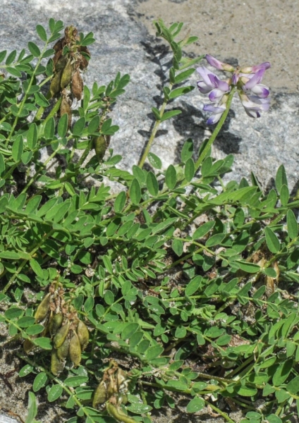 Pflanzenbild gross Alpen-Tragant - Astragalus alpinus
