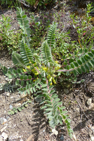 Pflanzenbild gross Stängelloser Tragant - Astragalus exscapus