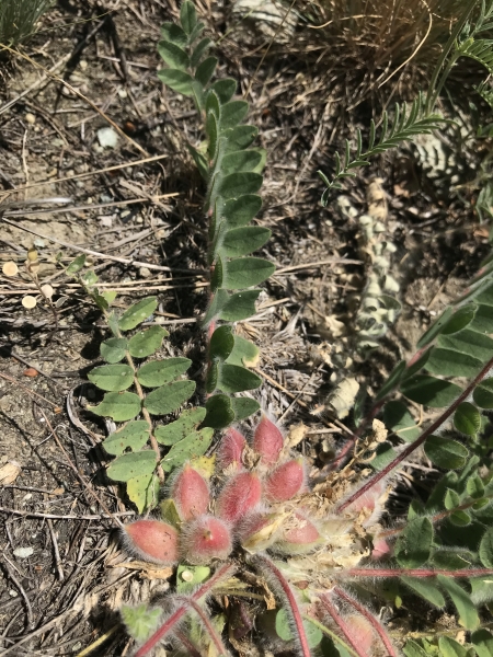 Pflanzenbild gross Stängelloser Tragant - Astragalus exscapus