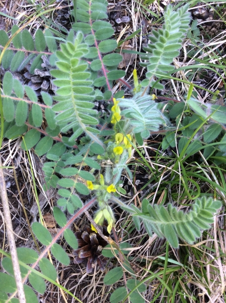 Pflanzenbild gross Stängelloser Tragant - Astragalus exscapus