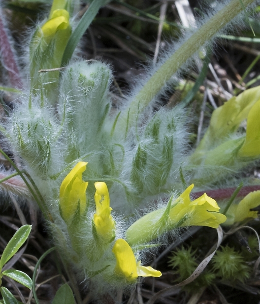 Pflanzenbild gross Stängelloser Tragant - Astragalus exscapus