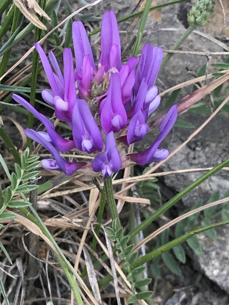 Pflanzenbild gross Esparsetten-Tragant - Astragalus onobrychis
