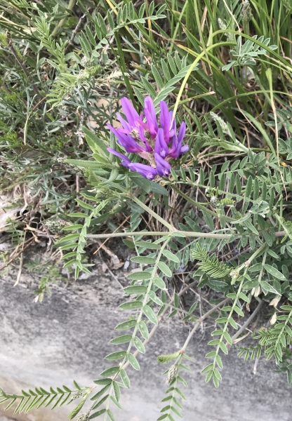 Pflanzenbild gross Esparsetten-Tragant - Astragalus onobrychis