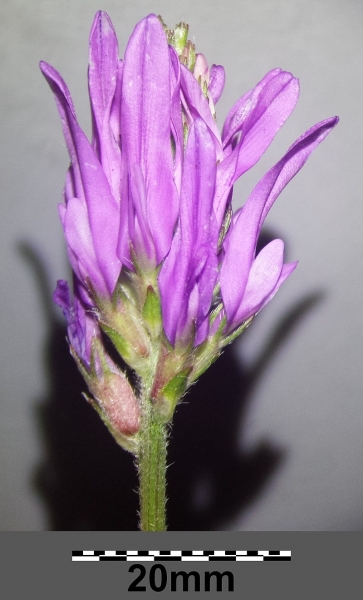 Pflanzenbild gross Esparsetten-Tragant - Astragalus onobrychis