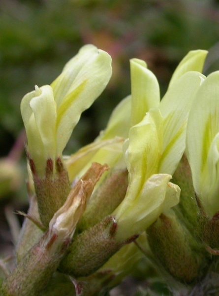 Pflanzenbild gross Alpen-Spitzkiel - Oxytropis campestris