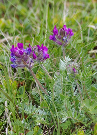 Pflanzenbild gross Hallers Spitzkiel - Oxytropis halleri