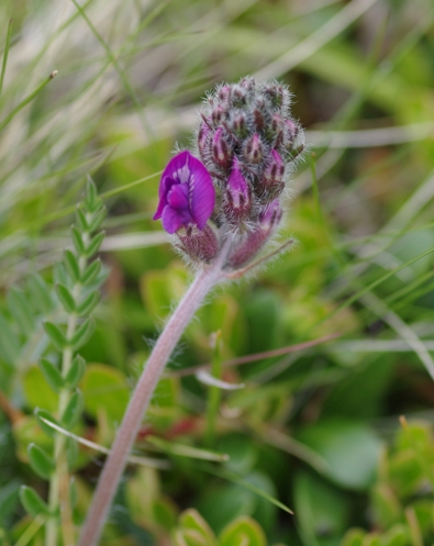 Pflanzenbild gross Hallers Spitzkiel - Oxytropis halleri