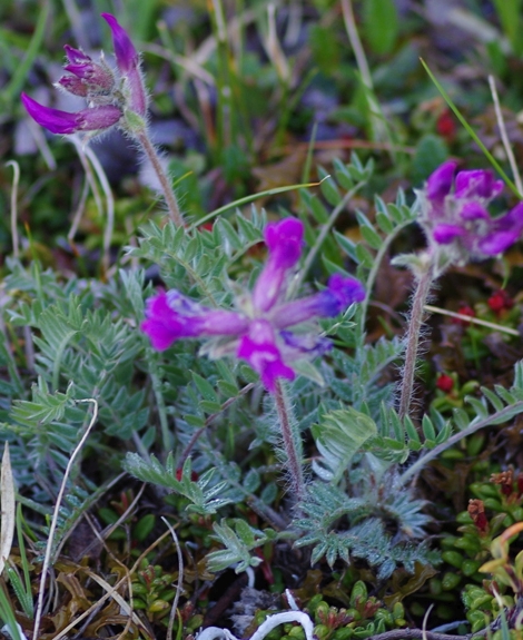 Pflanzenbild gross Hallers Spitzkiel - Oxytropis halleri