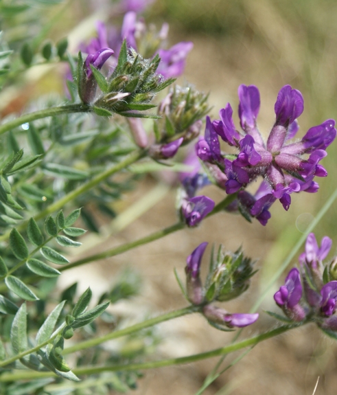 Pflanzenbild gross Hallers Spitzkiel - Oxytropis halleri