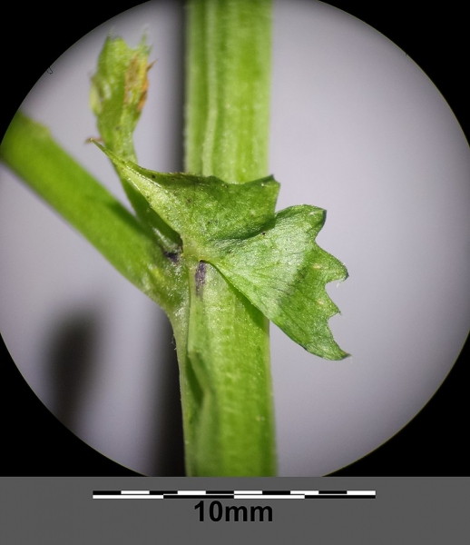 Pflanzenbild gross Hecken-Wicke - Vicia dumetorum