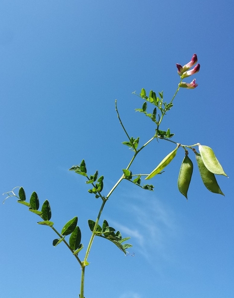 Pflanzenbild gross Hecken-Wicke - Vicia dumetorum