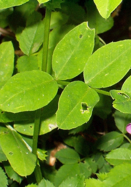 Pflanzenbild gross Hecken-Wicke - Vicia dumetorum