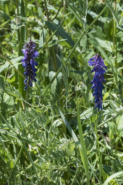 Pflanzenbild gross Vogel-Wicke - Vicia cracca