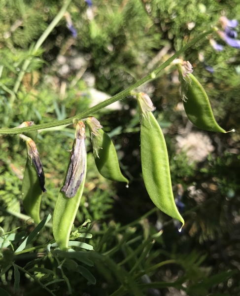 Pflanzenbild gross Esparsetten-Wicke - Vicia onobrychioides