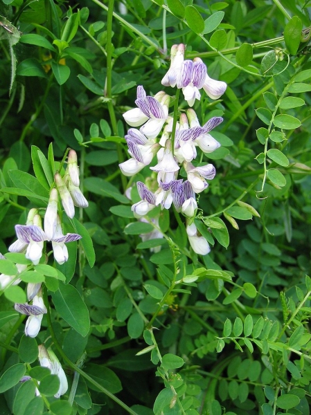 Pflanzenbild gross Wald-Wicke - Vicia sylvatica