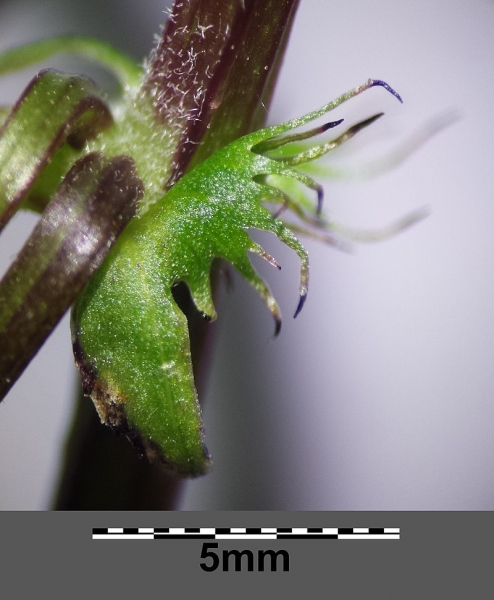 Pflanzenbild gross Wald-Wicke - Vicia sylvatica