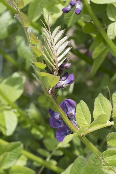 Pflanzenbild gross Zaun-Wicke - Vicia sepium
